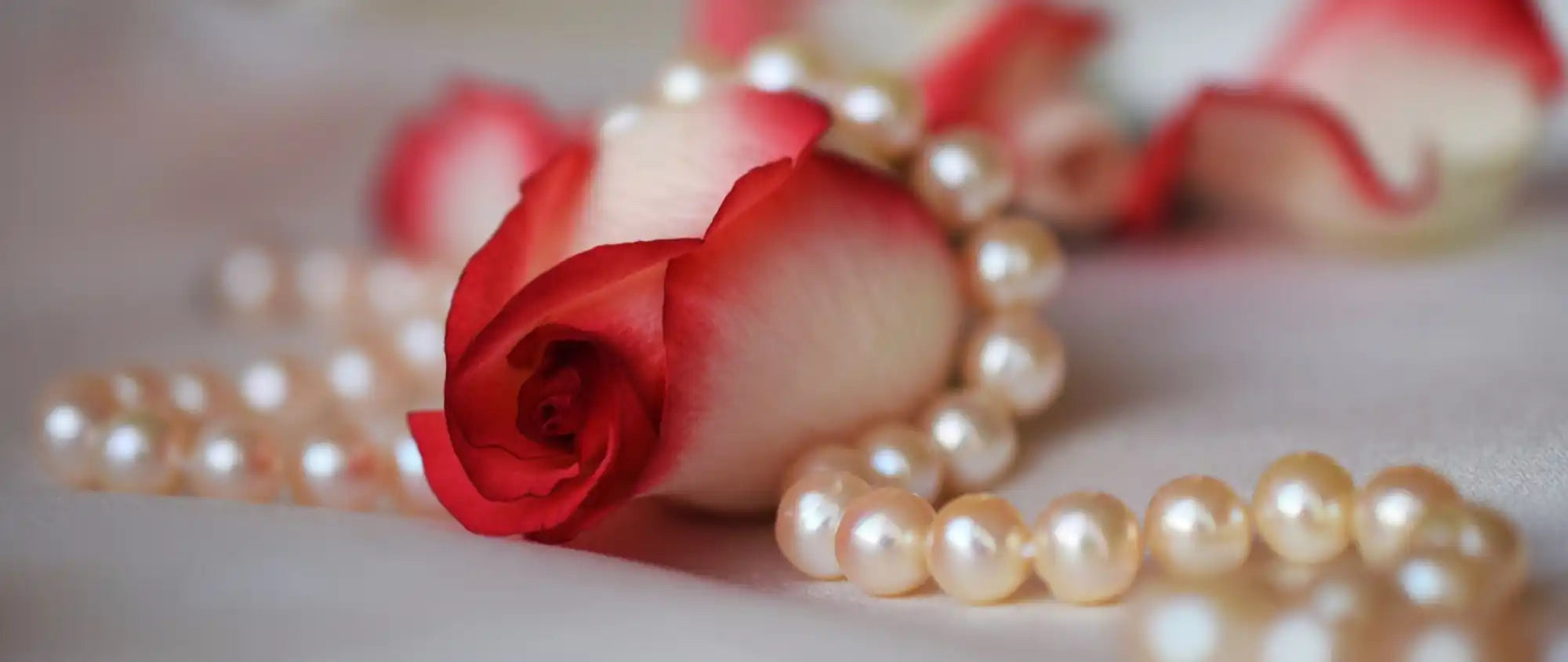 Delicate pink rose lying beside a strand of pearl beads.